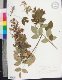 Lespedeza bicolor image