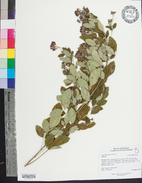 Lespedeza bicolor image