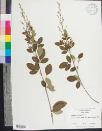 Lespedeza bicolor image