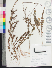 Lespedeza cuneata image