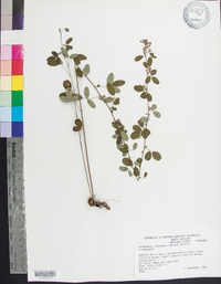 Lespedeza intermedia image