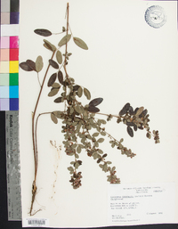 Lespedeza intermedia image