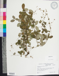 Lespedeza procumbens image