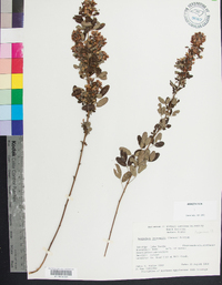 Lespedeza intermedia image