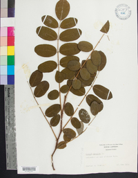 Robinia hispida image