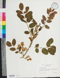 Robinia hispida image