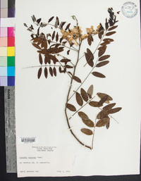 Robinia viscosa image