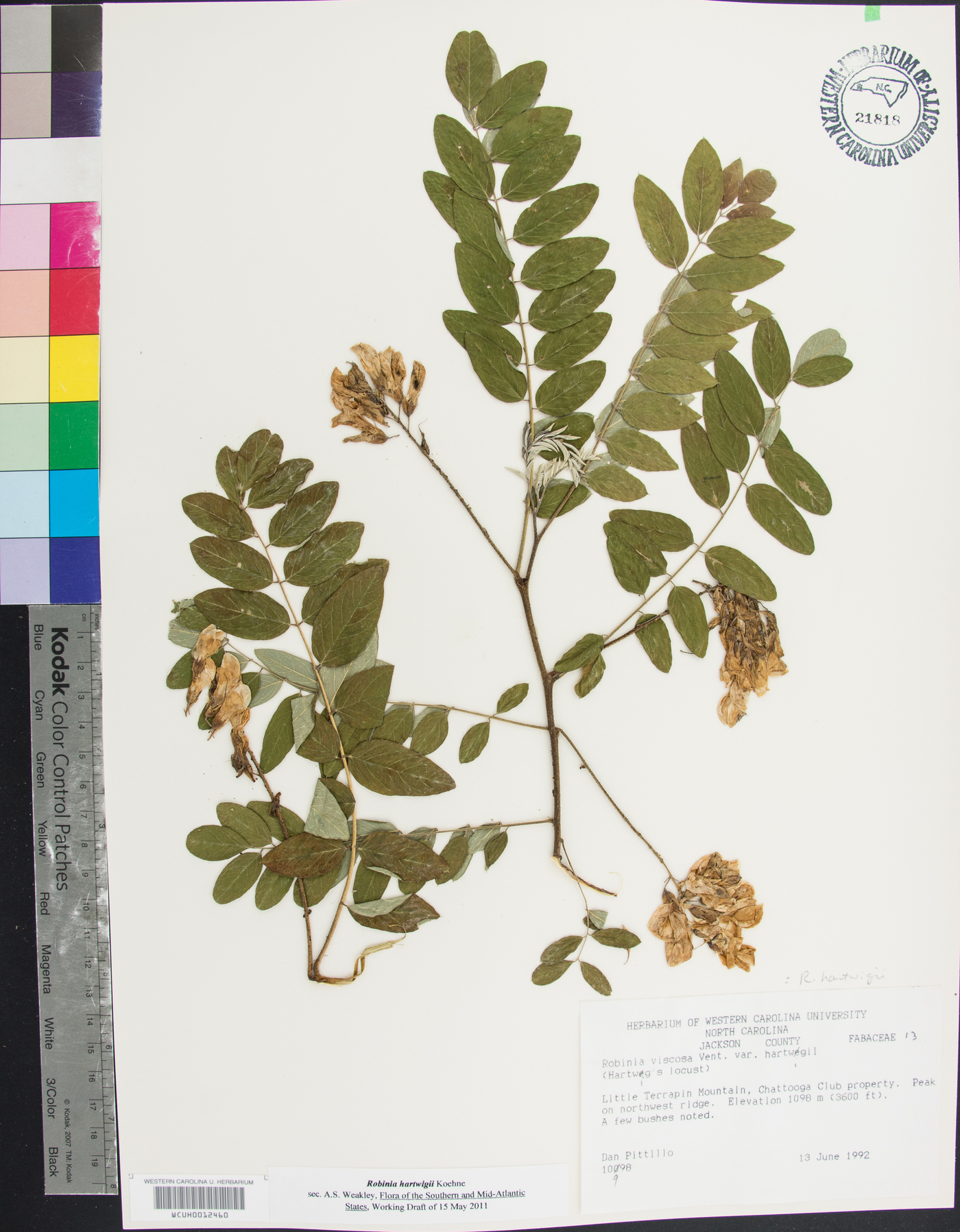 Robinia hartwigii image