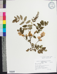 Robinia hartwigii image