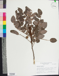 Robinia hispida image