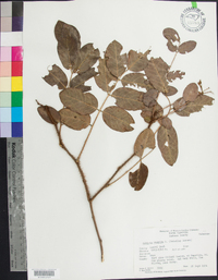 Robinia hispida image