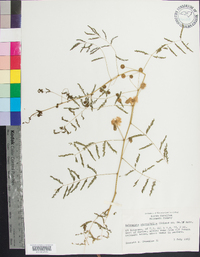 Mimosa microphylla image