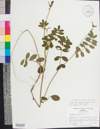 Tephrosia spicata image