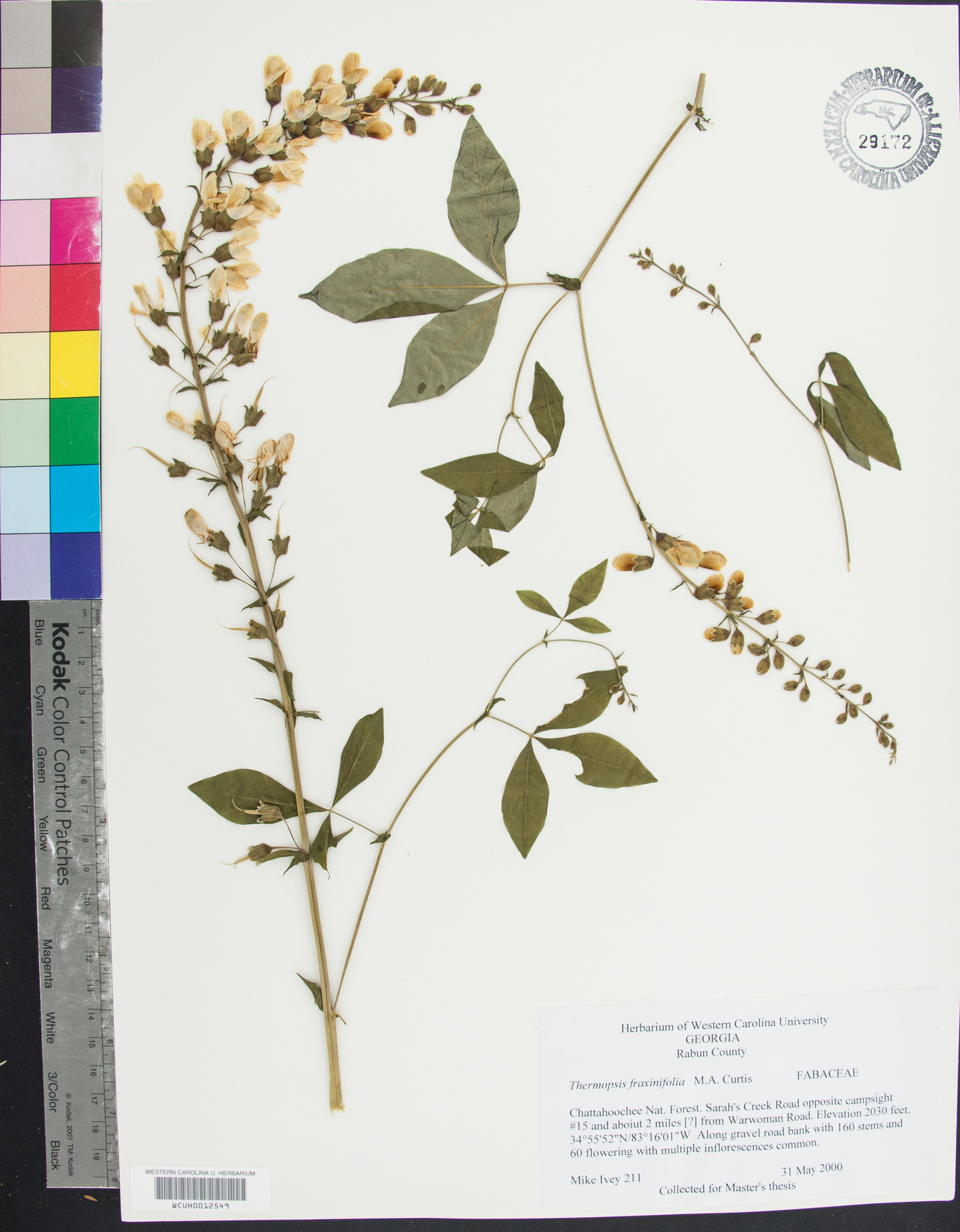 Thermopsis fraxinifolia image