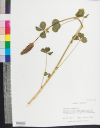 Trifolium incarnatum image