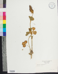 Trifolium incarnatum image