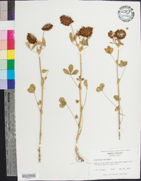 Trifolium reflexum image