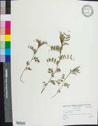 Vicia sativa subsp. nigra image