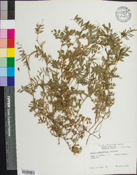 Vicia sativa subsp. nigra image