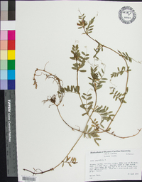 Vicia sativa subsp. nigra image