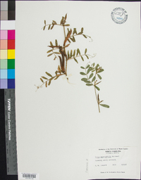 Vicia sativa subsp. nigra image