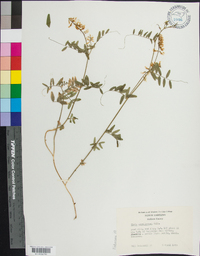 Vicia caroliniana image