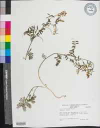 Vicia caroliniana image