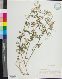 Vicia caroliniana image