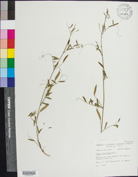 Vicia minutiflora image