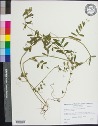 Vicia sativa subsp. nigra image