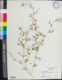 Vicia tetrasperma image