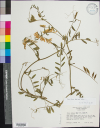 Vicia villosa subsp. villosa image