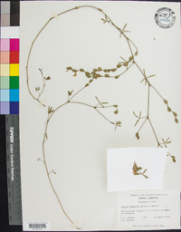 Zornia bracteata image