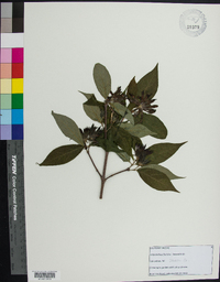 Calycanthus floridus image