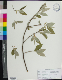 Elaeagnus umbellata image