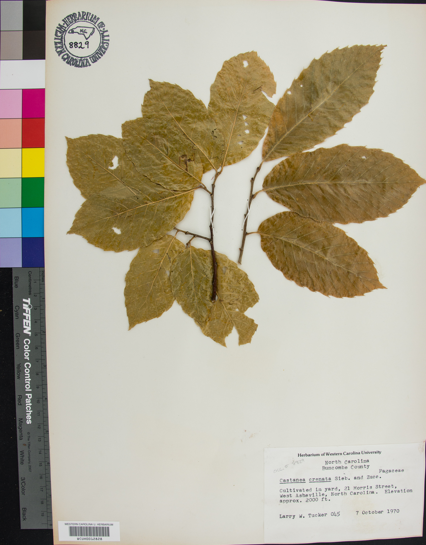 Castanea crenata image