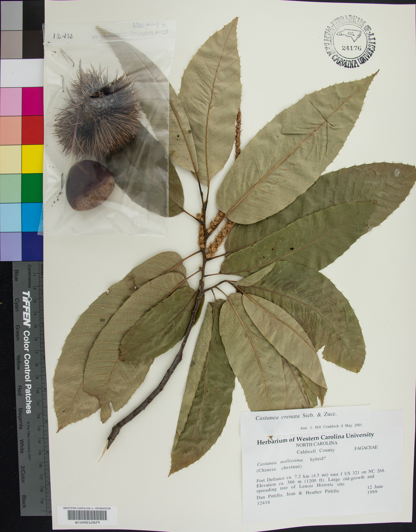 Castanea crenata image