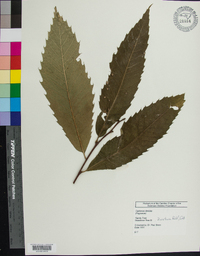 Castanea dentata image