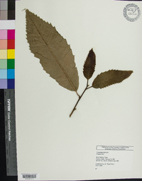 Castanea dentata image