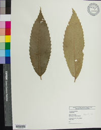 Castanea dentata image