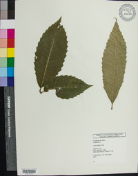 Castanea dentata image