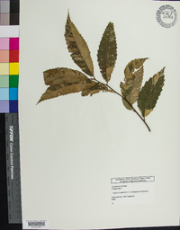 Castanea dentata image