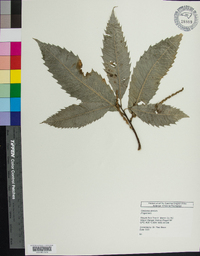 Castanea dentata image