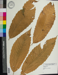 Castanea dentata image