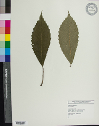 Castanea dentata image