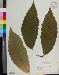 Castanea dentata image