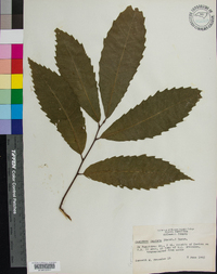 Castanea dentata image