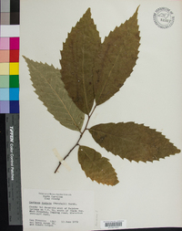 Castanea dentata image