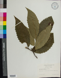 Castanea dentata image