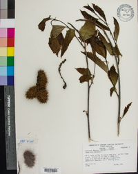 Castanea dentata image